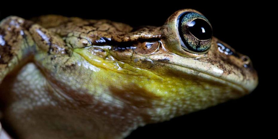 Endangered frog species from the Caribbean