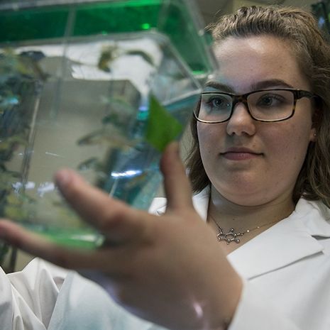 Rachel Paul looking at zebrafish in a tank. 