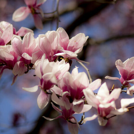 Image of a flower blooming on campus.