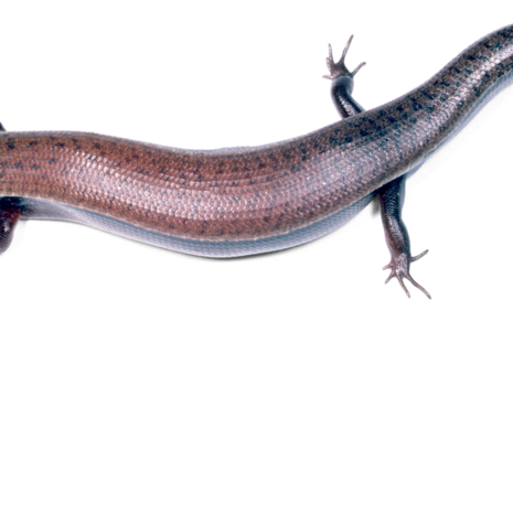 A James Bond Forest Lizard pictured.