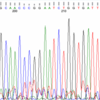 DNA trace