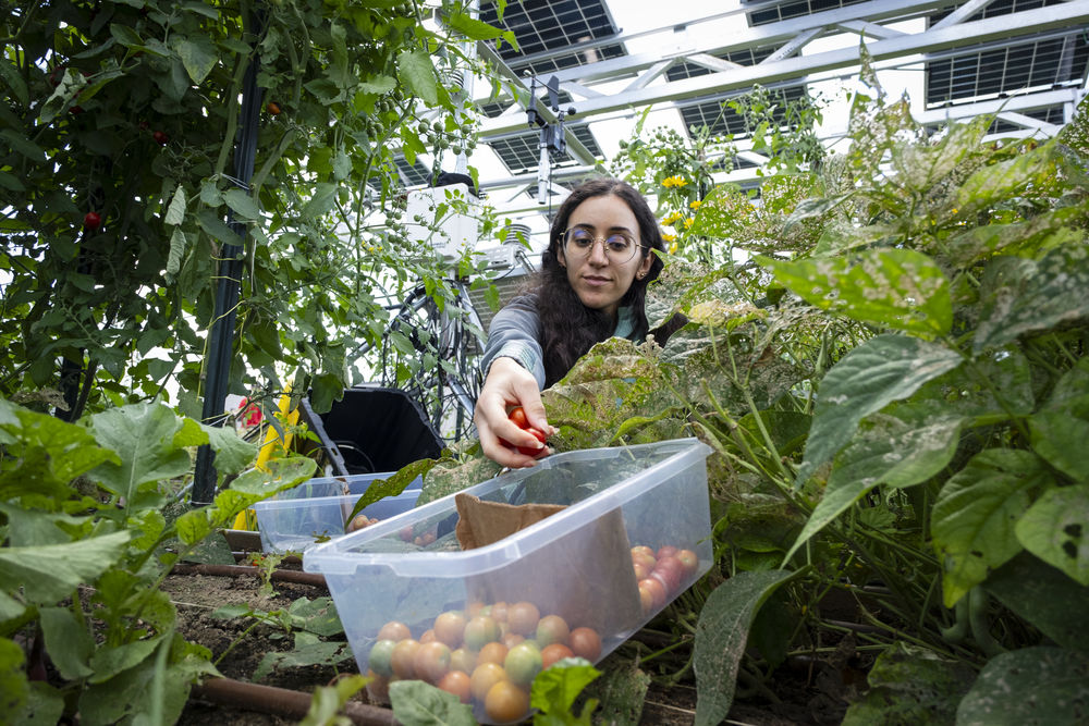 Photo of student Caroline Merheb working with plants