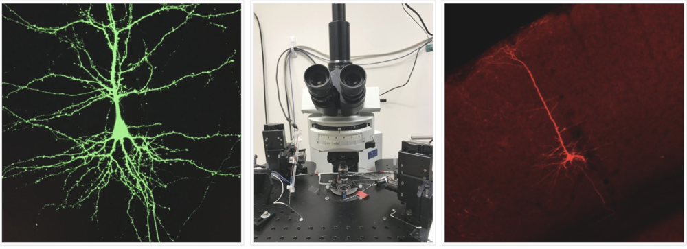 Neuron Imagery