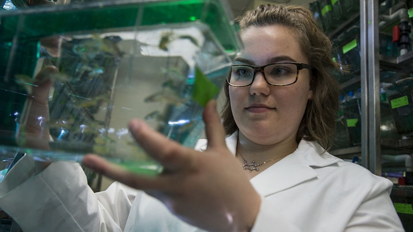 Rachel Paul is one of the undergraduate students who became a member of a research team to gain hands-on experience alongside faculty scientists through the College of Science and Technology’s Undergraduate Research Program. Rachel Paul looking at zebrafish in a tank.