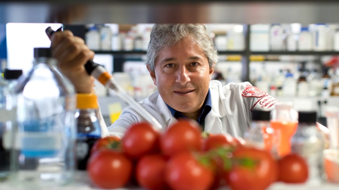 Antonio Giordano, founder and director of the Sbarro Health Research Organization at Temple, led the research that identified two varieties of whole tomato extract that inhibit the growth of gastric cancer cells. Antonio Giordano holding a pipette, surrounded by tomatoes in a lab