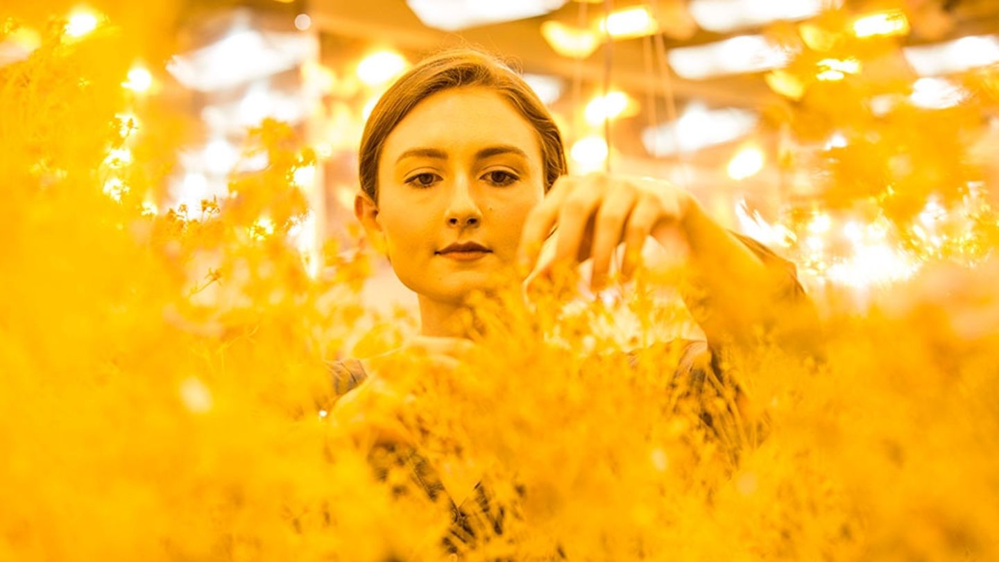 Biology major Kaitlyn Thomas works in the lab of Assistant Professor Rachel Spigler, which focuses on plant evolutionary biology. student working with plants