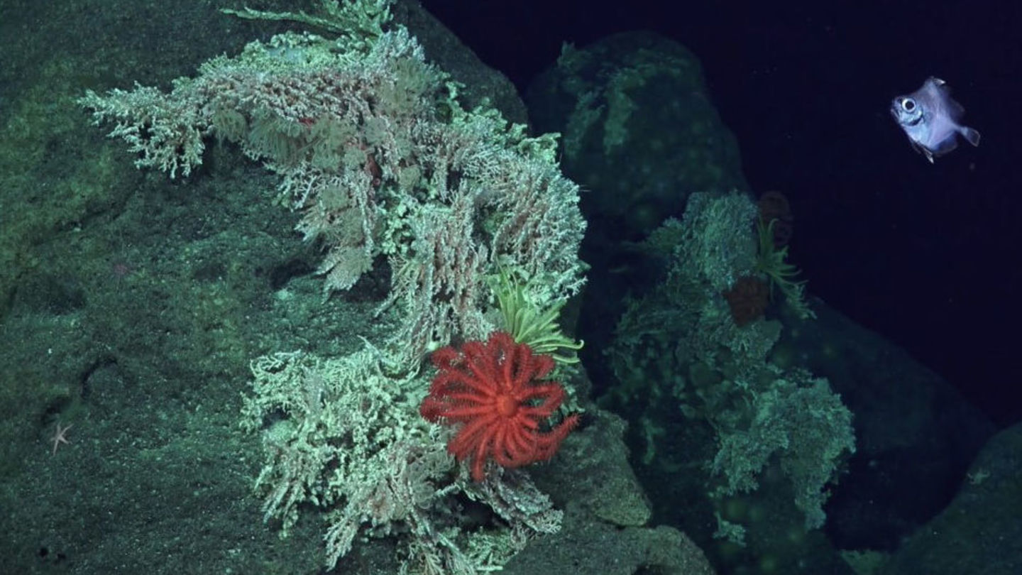Deep sea corals
