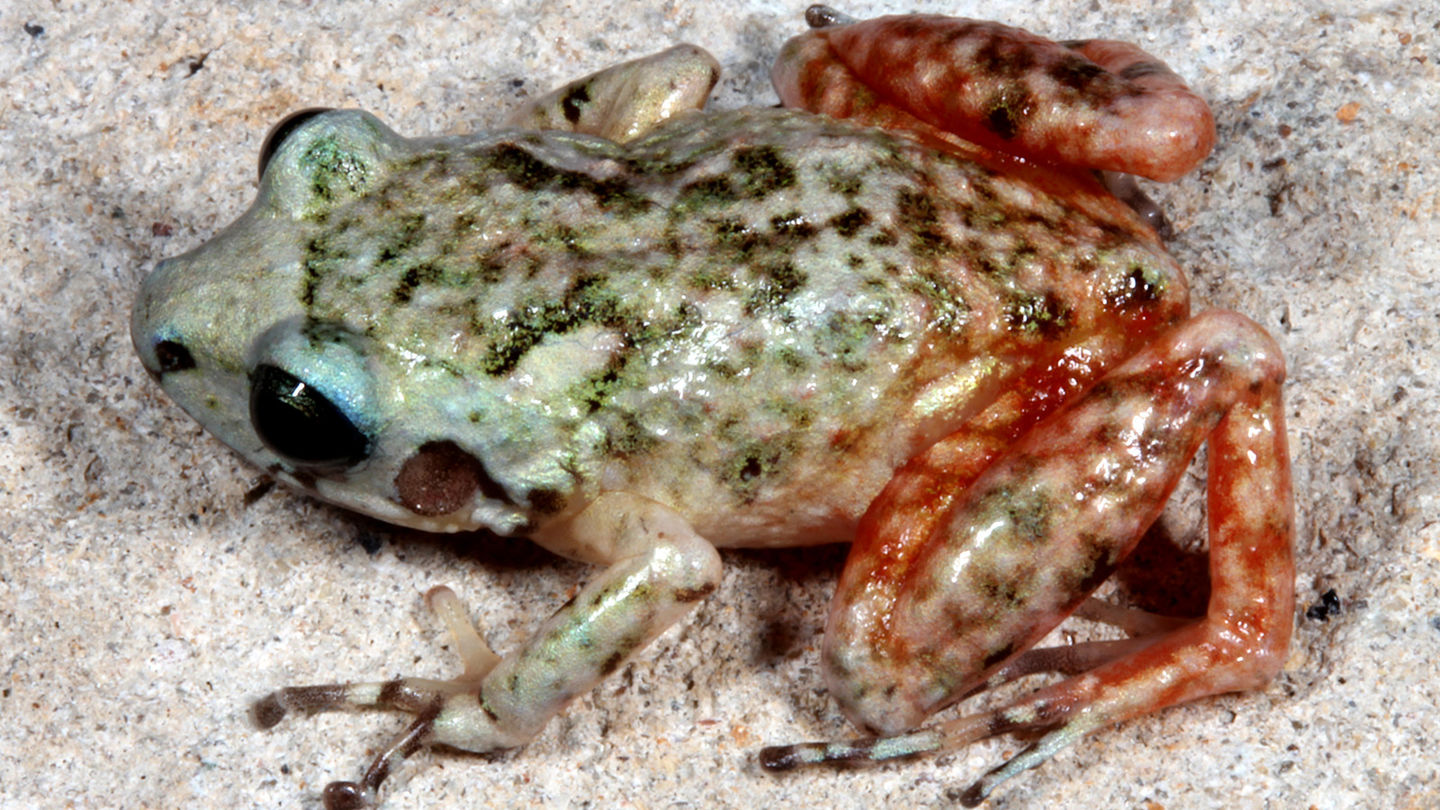 Southern Pastel Frog, an endangered species from Haiti