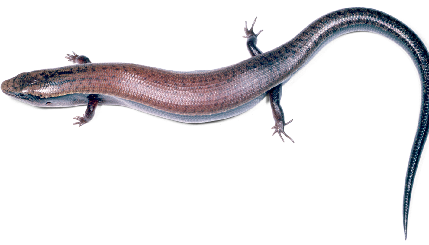 A James Bond Forest Lizard pictured.